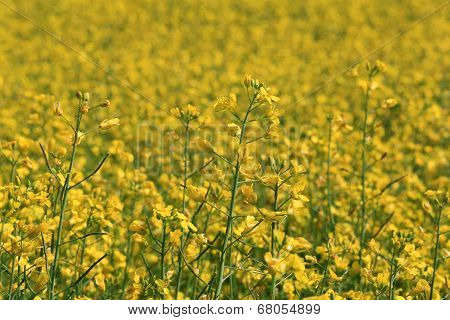 Field Of Rapeseed (Brassica Rapa) At Summer