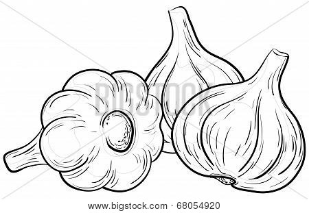 Garlic, contours