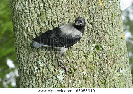 Hooded crow,nestling,chick.