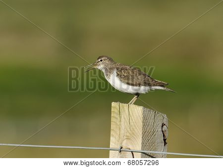 Common Sandpiper