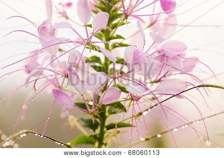 Cleome Hassleriana Or Spider Flower Or Spider Plant