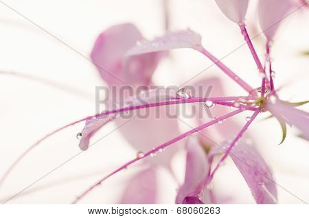 Cleome Hassleriana Or Spider Flower Or Spider Plant