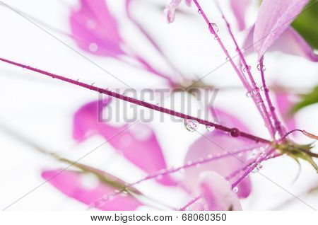 Cleome Hassleriana Or Spider Flower Or Spider Plant