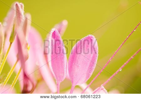 Cleome Hassleriana Or Spider Flower Or Spider Plant