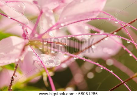Cleome Hassleriana Or Spider Flower Or Spider Plant