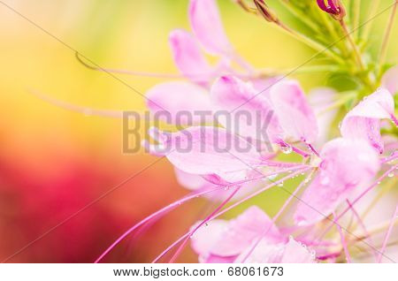 Cleome Hassleriana Or Spider Flower Or Spider Plant