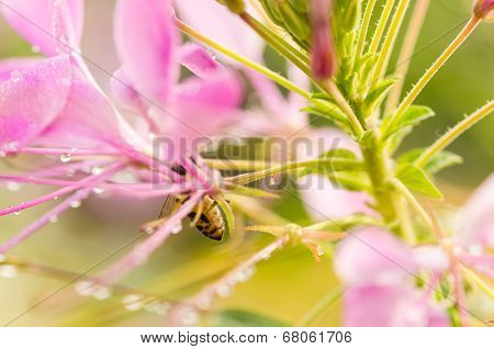 Cleome Hassleriana Or Spider Flower Or Spider Plant