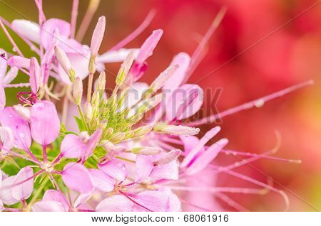 Cleome Hassleriana Or Spider Flower Or Spider Plant