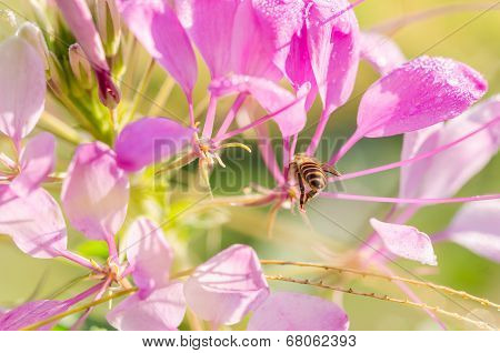 Cleome Hassleriana Or Spider Flower Or Spider Plant
