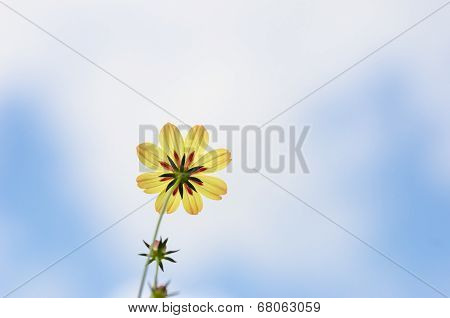 Cosmos Sulphureus Flower