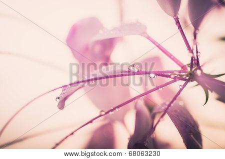 Cleome Hassleriana Or Spider Flower Or Spider Plant