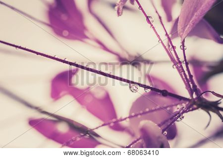 Cleome Hassleriana Or Spider Flower Or Spider Plant