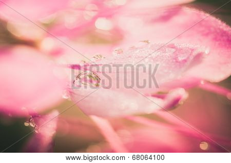 Cleome Hassleriana Or Spider Flower Or Spider Plant