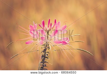 Cleome Hassleriana Or Spider Flower Or Spider Plant