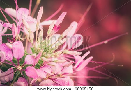 Cleome Hassleriana Or Spider Flower Or Spider Plant