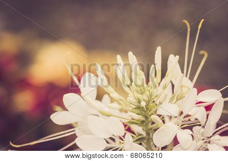 Cleome Hassleriana Or Spider Flower Or Spider Plant