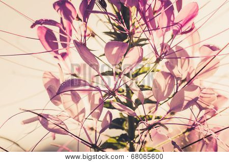 Cleome Hassleriana Or Spider Flower Or Spider Plant