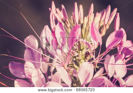 Cleome Hassleriana Or Spider Flower Or Spider Plant