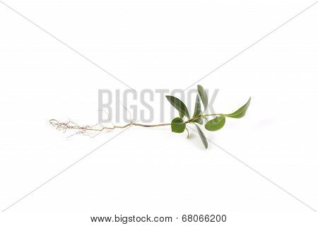 Closeup Of Young Pittosporum Tobira