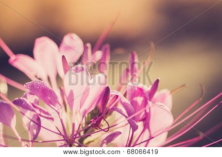 Cleome Hassleriana Or Spider Flower Or Spider Plant