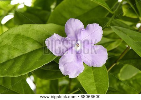 Violet Brunfelsia Jasmine Flower