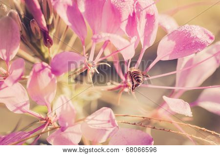 Cleome Hassleriana Or Spider Flower Or Spider Plant