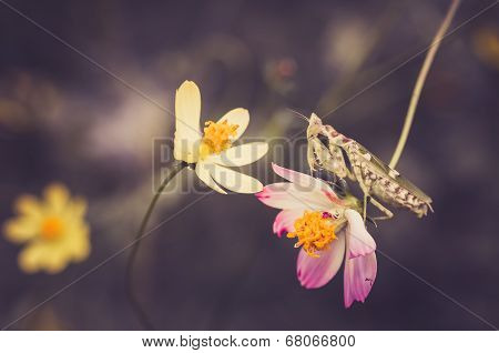 Cosmos Sulphureus Flower And Mantis