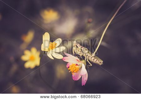 Cosmos Sulphureus Flower And Mantis
