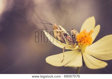 Cosmos Sulphureus Flower And Mantis