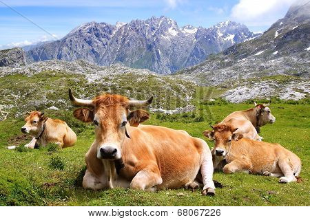 Picturesque nature landscape with cow.