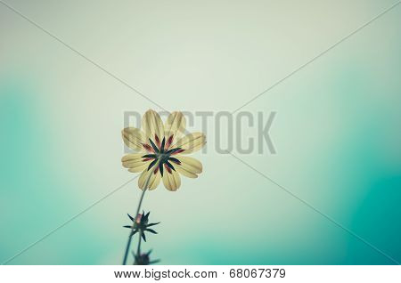 Cosmos Sulphureus Flower