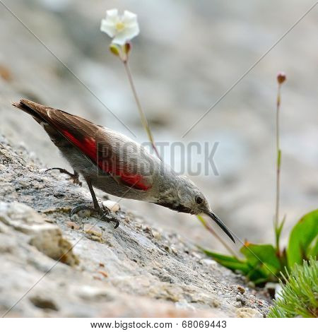 The Wallcreeper (Tichodroma muraria) in natural habitat