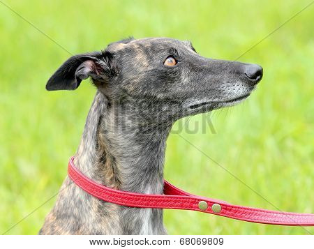 Detail Of Grey Wippet Dog On A Green Grass Lawn