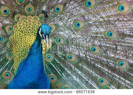 Peacock (Pavo cristatus)