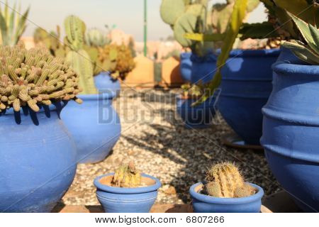 Cactus