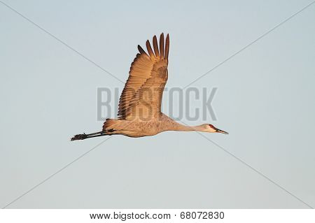 Sandhill Crane  (grus Canadensis)