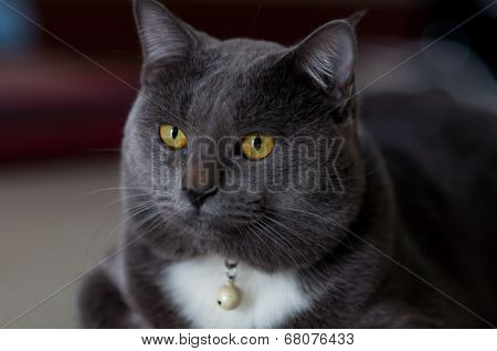 Scary Gray Cat