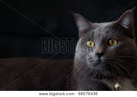 Scary Gray Cat
