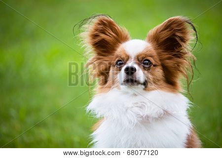 Portrait of purebred Papillon dog