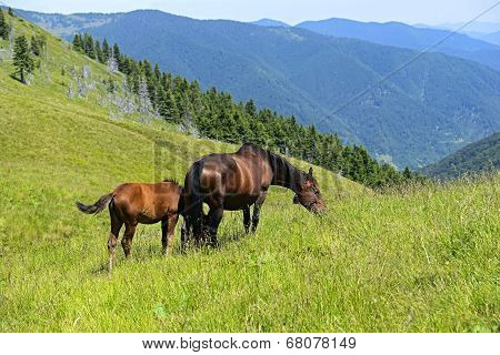 Horse