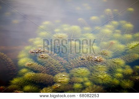 Water Weeds