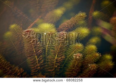 Water Weeds