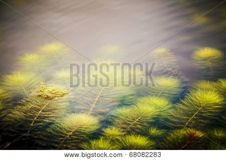 Water Weeds