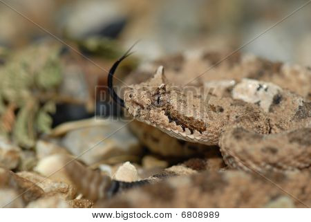 Sonoran Sidewinder