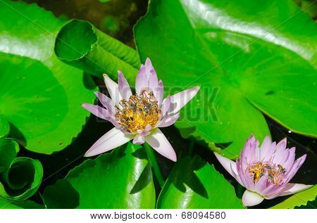 Closeup Lotus Bee Swarm