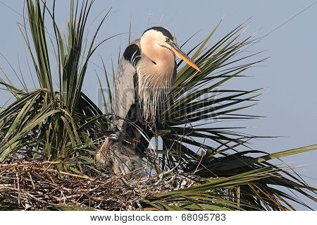 Great Blue Heron With Babies