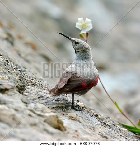 The Wallcreeper (Tichodroma muraria) in natural habitat