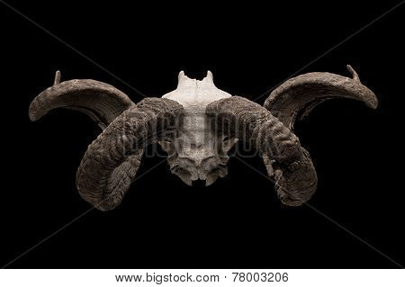 Ram skull