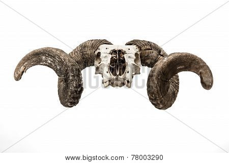 Ram skull