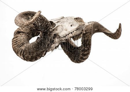 Ram skull
